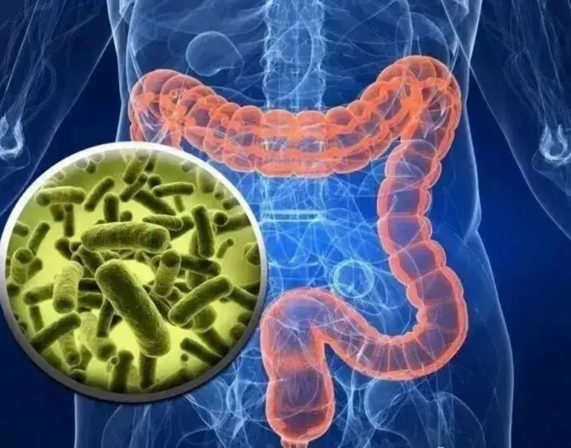 肠道里的“守护神”：不起眼的短链脂肪酸，竟是健康大管家！